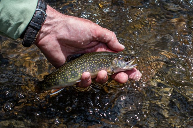 A native brook trout.